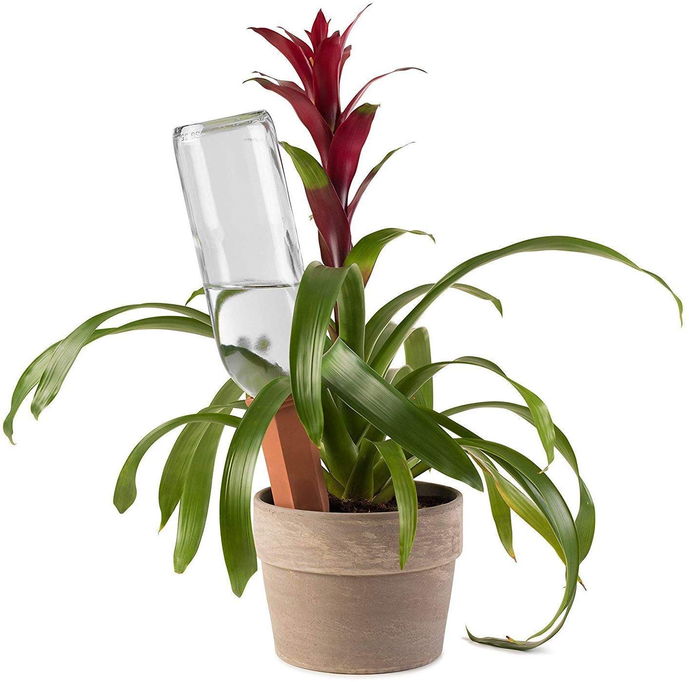 Modern Innovations self-watering stakes in action delivering steady irrigation for pots.