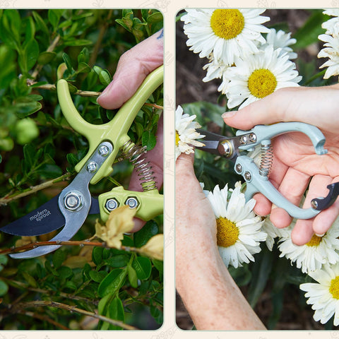 Modern Sprout needle-nose blades enable precise herb snipping.