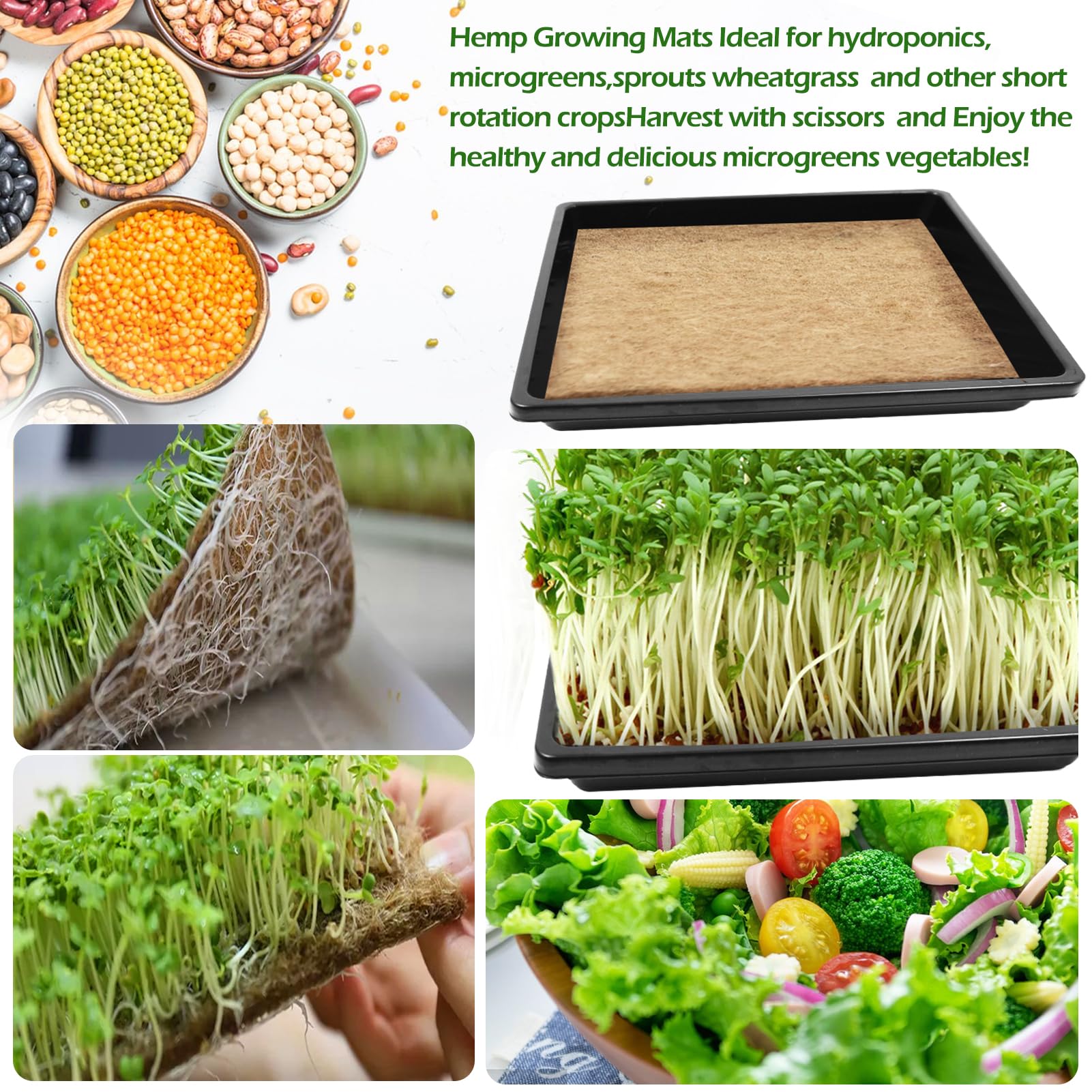 Mofuiry indoor kitchen gardening setup for fresh sprouts at home.