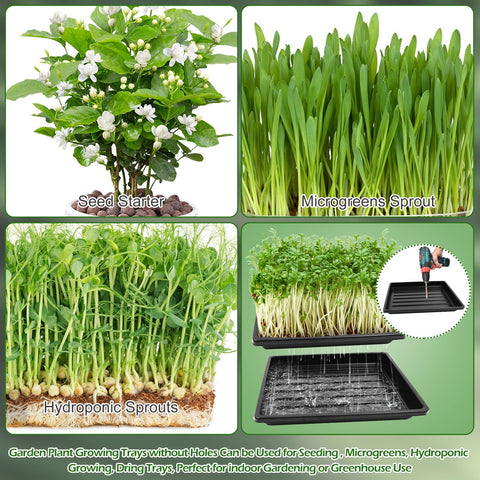 Mofuiry wheatgrass sprouting tray shown in a tidy kitchen setup.