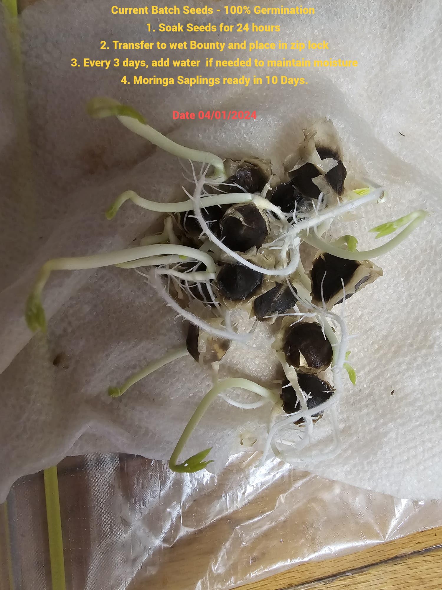 MOGO moringa seeds shown with other organic products for holistic health options.