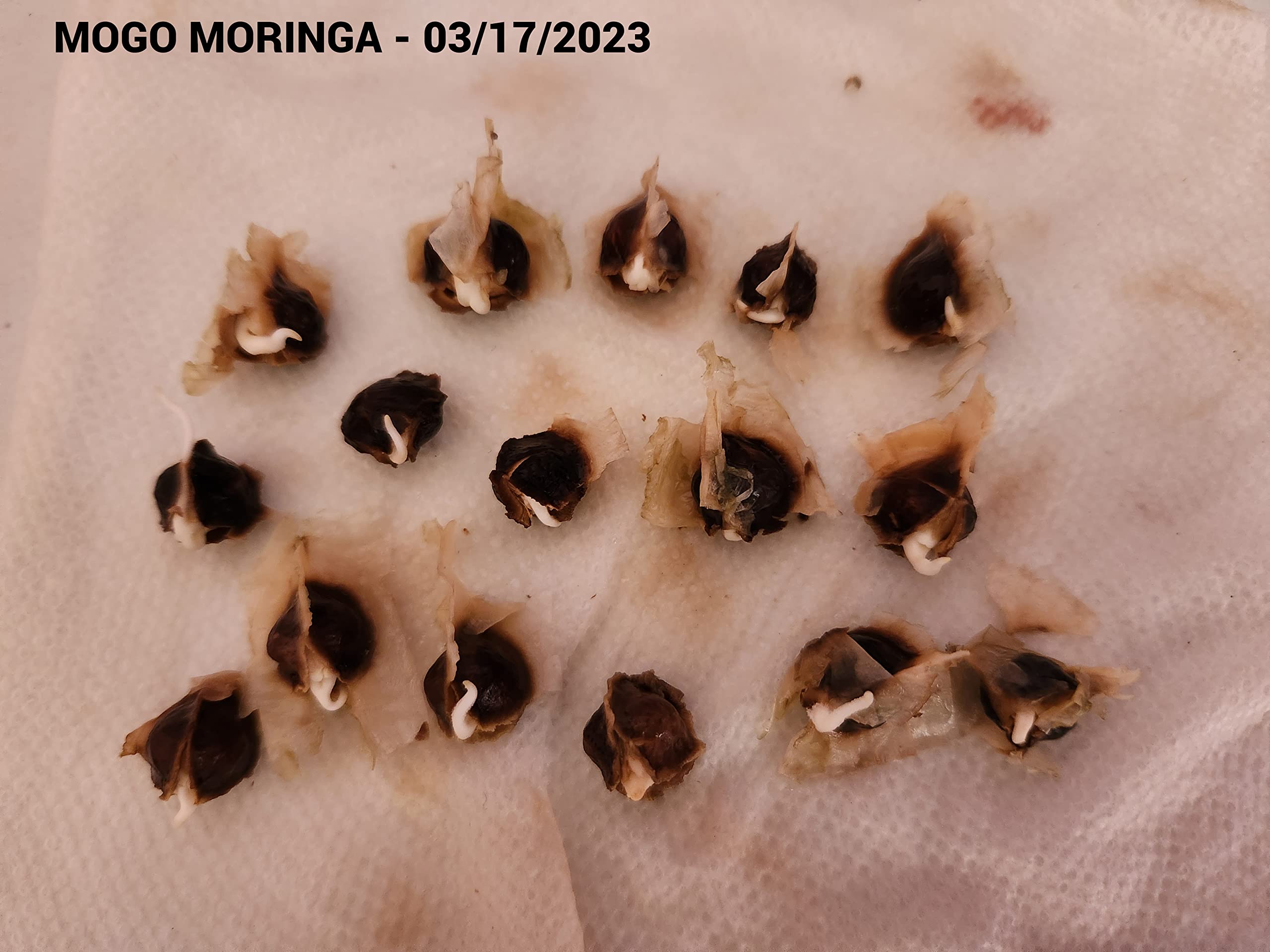 Educational seed packet card detailing germination steps for successful sprouting.
