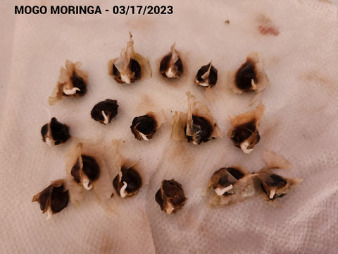 Educational seed packet card detailing germination steps for successful sprouting.