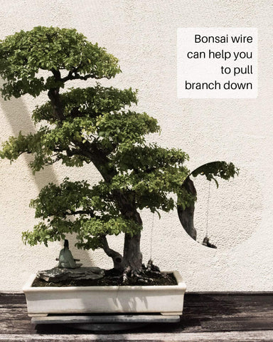 MoHern 2mm brown bonsai wire roll provides sturdy branch support.