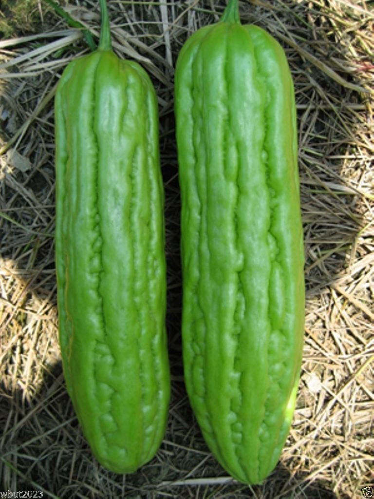 Momordica charantia green skin 8-10 inch fruit for fresh bitter gourd dishes.