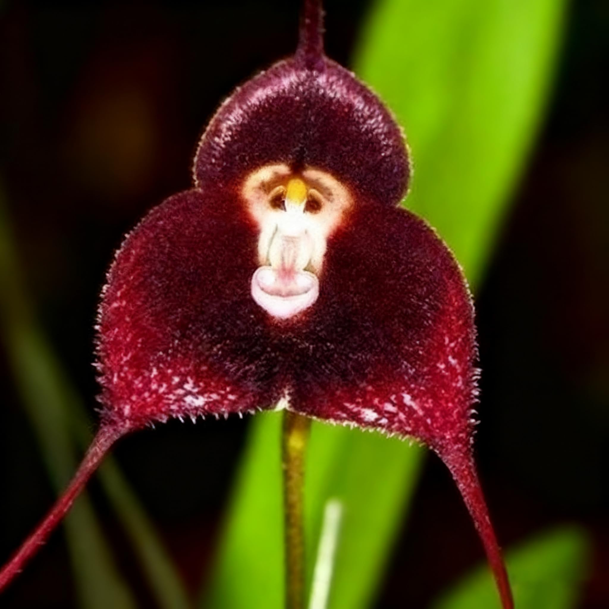 Monkey Orchid seeds arranged for bonsai decoration with unique monkey-face flowers.