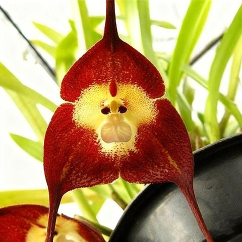 Monkey Orchid seeds habitat concept in a cool, humid space with filtered light.