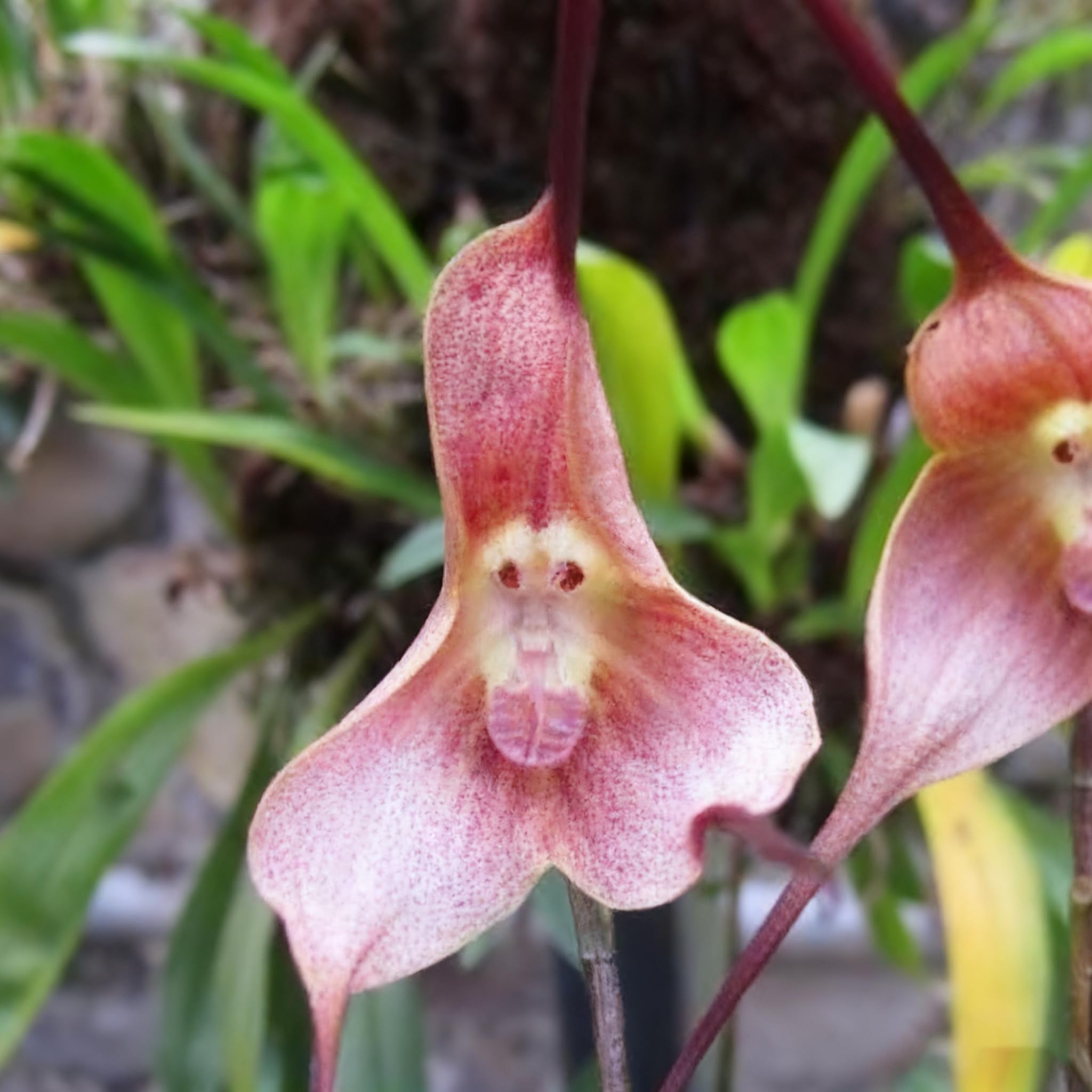 Monkey Orchid seeds in epiphytic setup suggesting cloud forest cultivation at home.