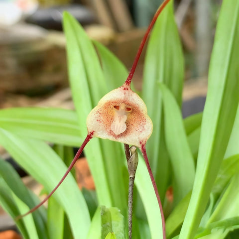Monkey Orchid seeds germination steps for a controlled, sterile nursery setup.