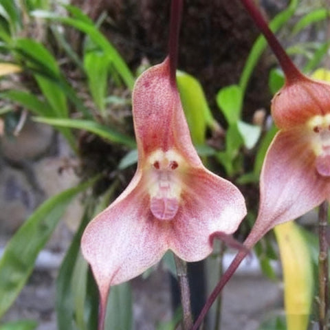 Monkey Orchid seeds cared for in humid conditions for lush, year-round displays.