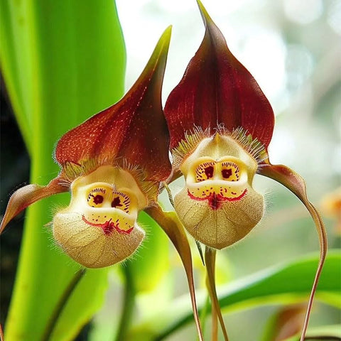 Monkey orchid seeds humidity-dome; preserves moisture for steady germination