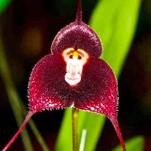 Monkey orchid seeds indoor-pot display showing versatile growth from indoors to outdoors
