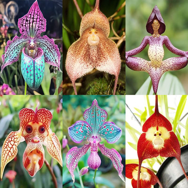 Monkey orchid seeds pack front; ideal for indoor display and unique ornamental decor