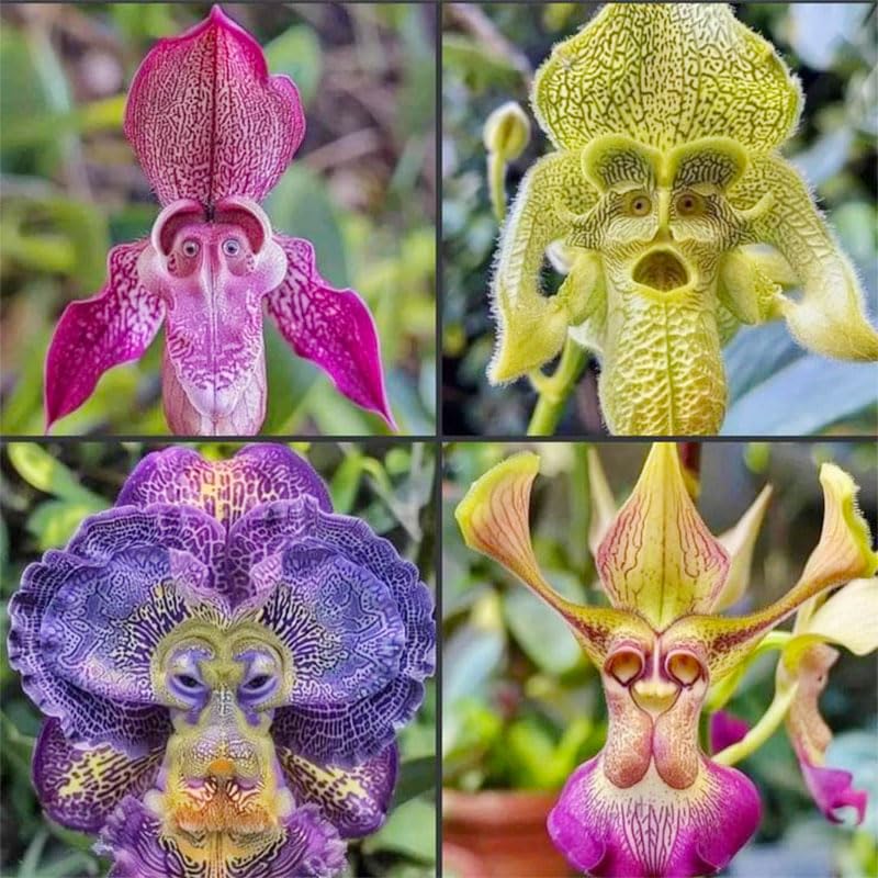 Monkey orchid seeds surface-sowing close-up for easy germination setup