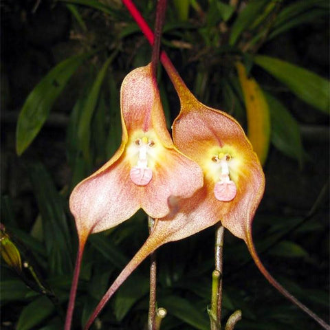 Monkey orchid seeds temperature-control area; warm, indirect light supports germination