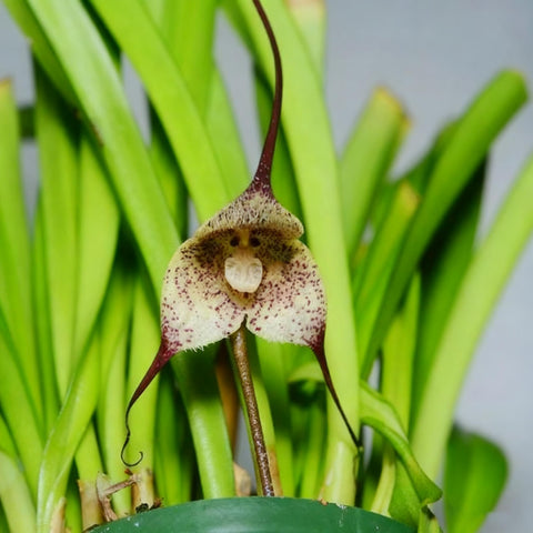 Monkey Orchid seeds bloom sequence hinting at year-round color and fragrance at home.