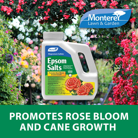 Monterey Epsom Salts bundle supports cane growth for sturdy stems.