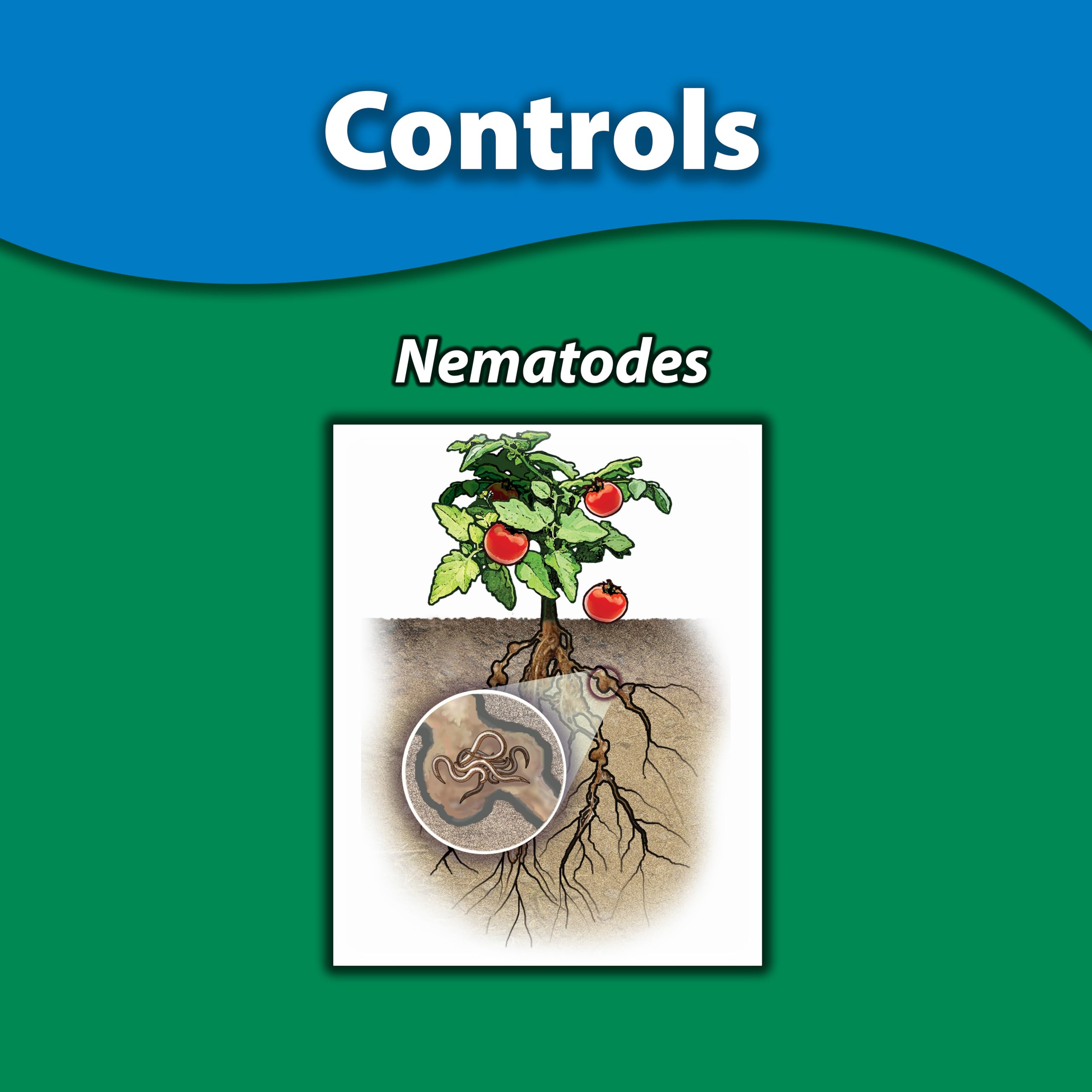 Sprayer-ready concentrate for nematode suppression in lawns.