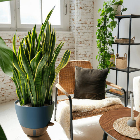 Montresor 10-inch pot suits pothos and snake plants.