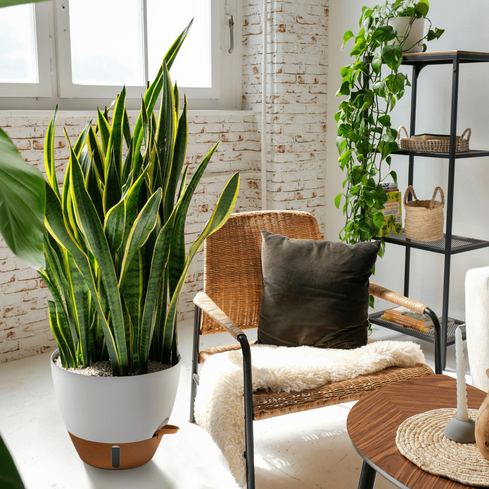Montresor 10-inch pot for pothos and snake plants in a bedroom.