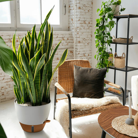 Montresor 10-inch pot for pothos and snake plants in a bedroom.
