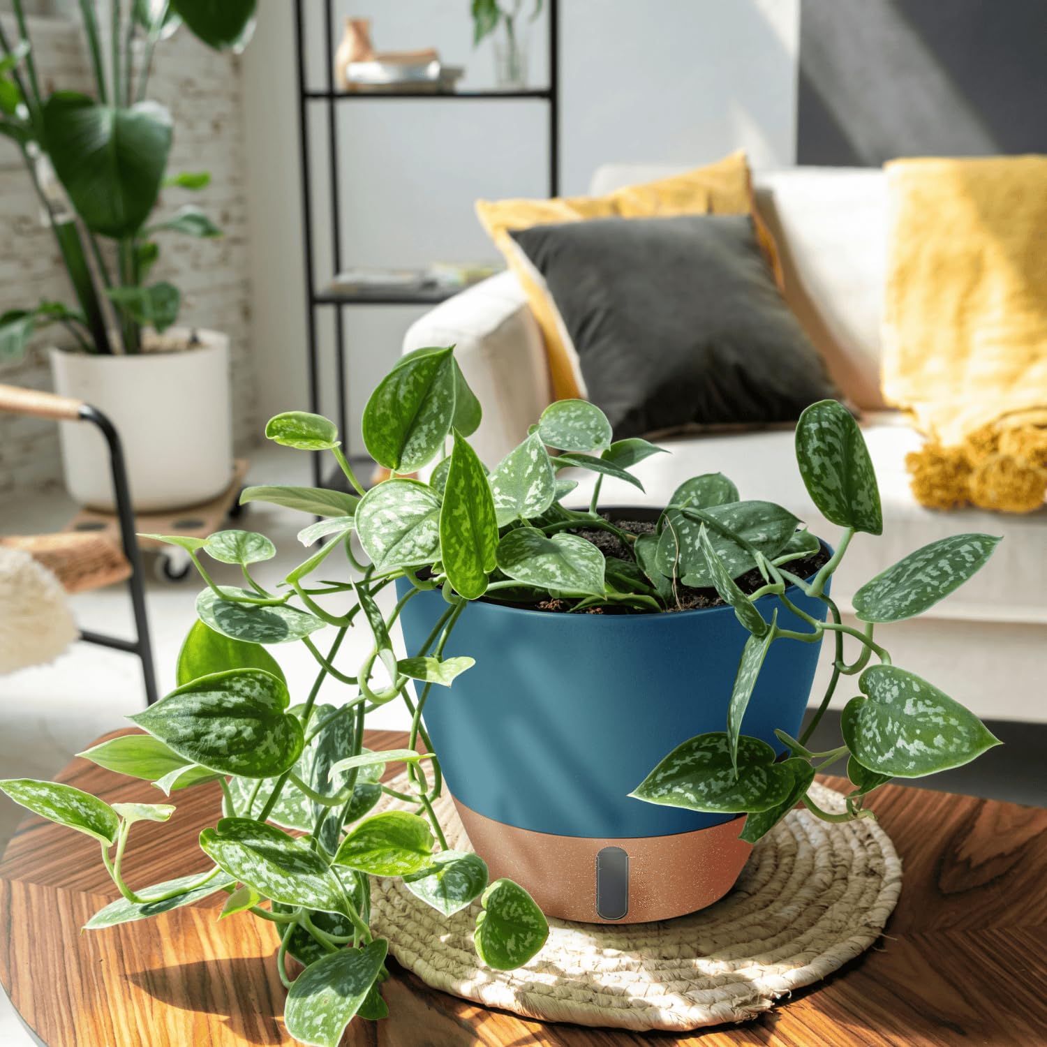 Montresor 12-inch large indoor pot anchors living room foliage.
