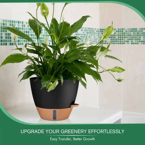 Montresor ideal for snake plants, pothos, and kitchen herbs.