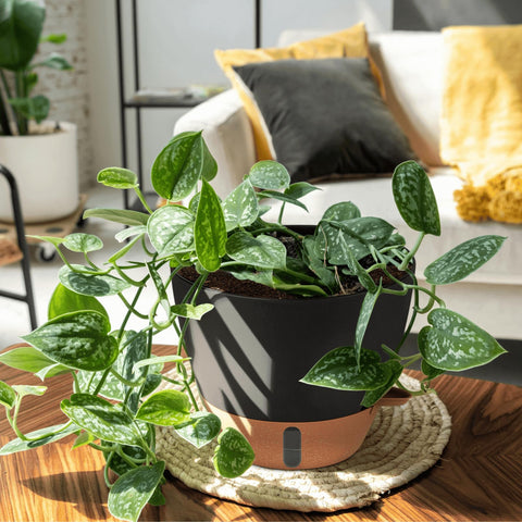 Montresor indoor-outdoor flowerpot blends with shelves and patios.