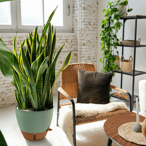 Montresor minimalist neutral design planter that blends with any decor.