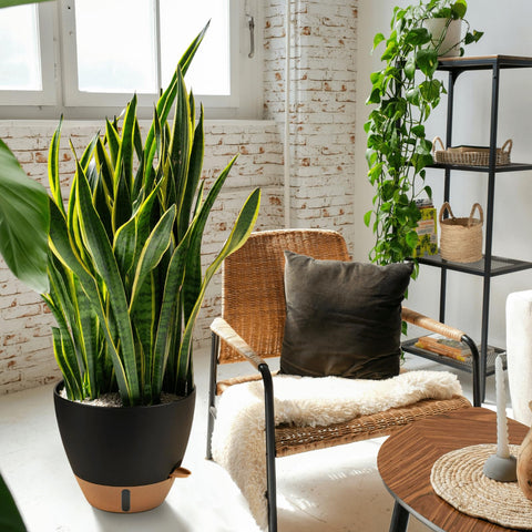 Montresor minimalist neutral-tone flowerpot fits various decor.