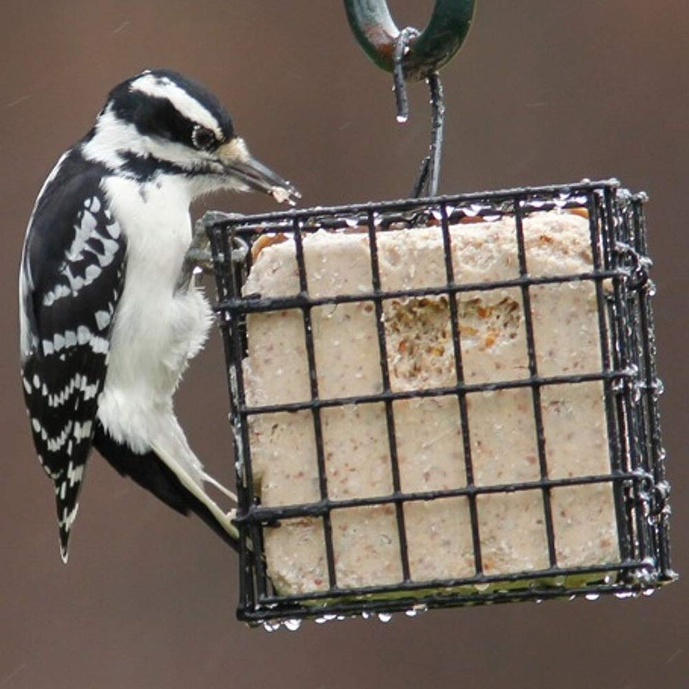 More Birds compact single-cake feeder ideal for small backyard setups