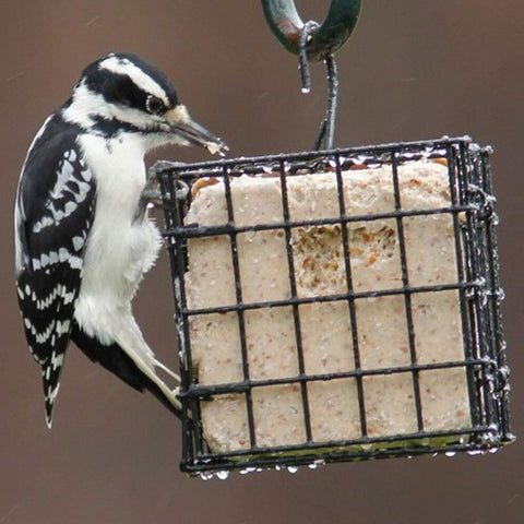 More Birds compact single-cake feeder ideal for small backyard setups