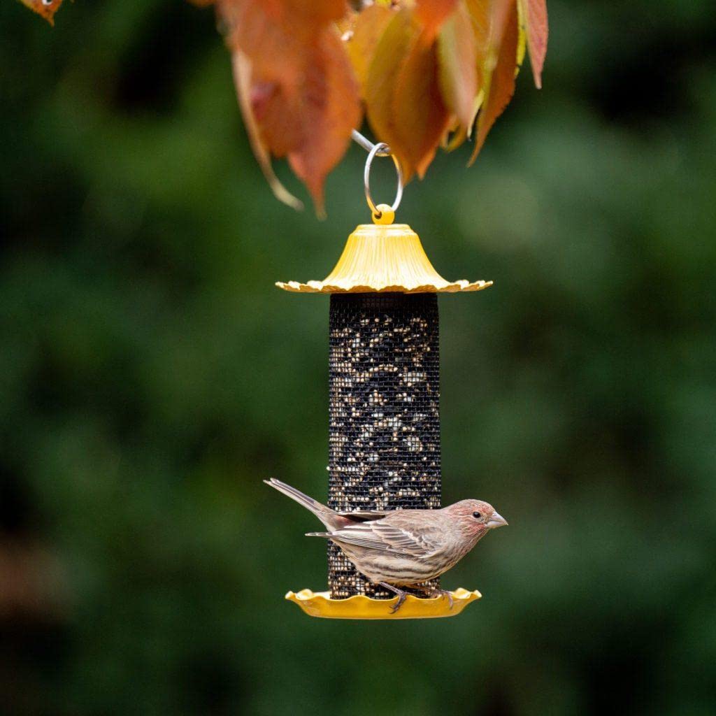 More Birds Stokes Select 38194 bird feeder yellow close-up with seed diverter and drainage holes