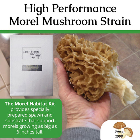 MOREL HABITAT KIT complete growing package for effortless mushroom setup.