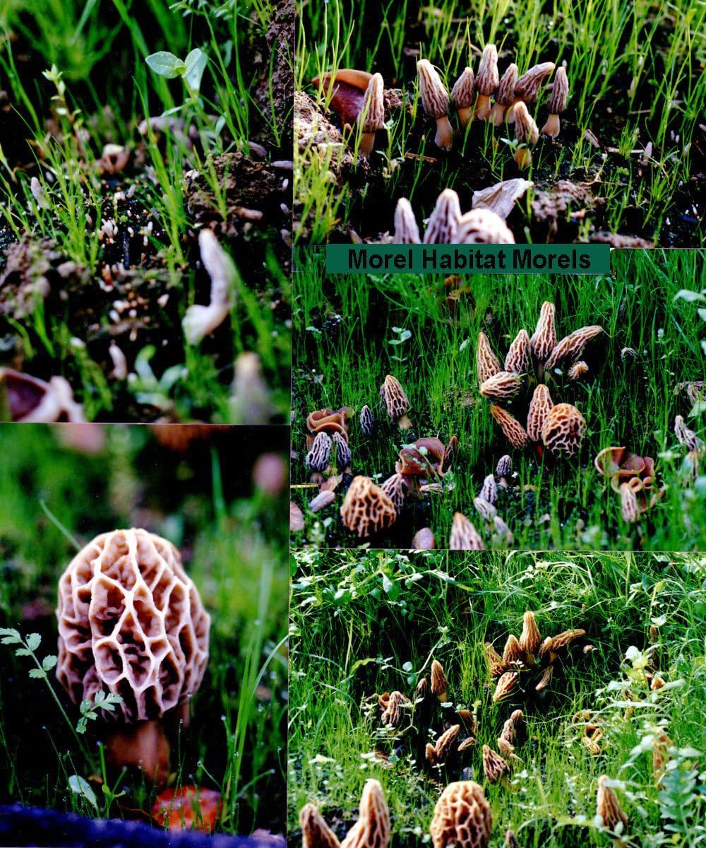 MOREL HABITAT KIT seasonal growth hints at two-season cultivation in your climate.
