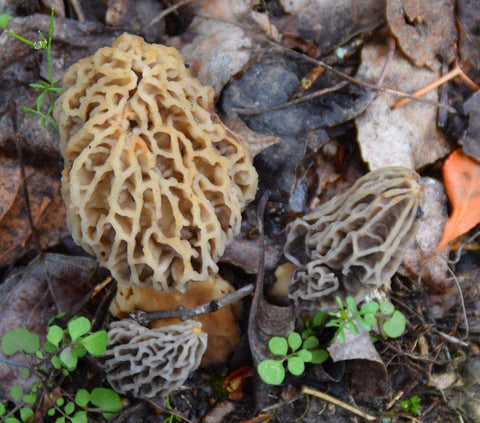 MOREL HABITAT KIT spawn pack ready for backyard cultivation and fresh harvests.