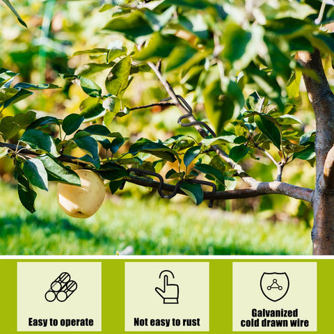 MorningRo spreader improving airflow and sunlight on branches