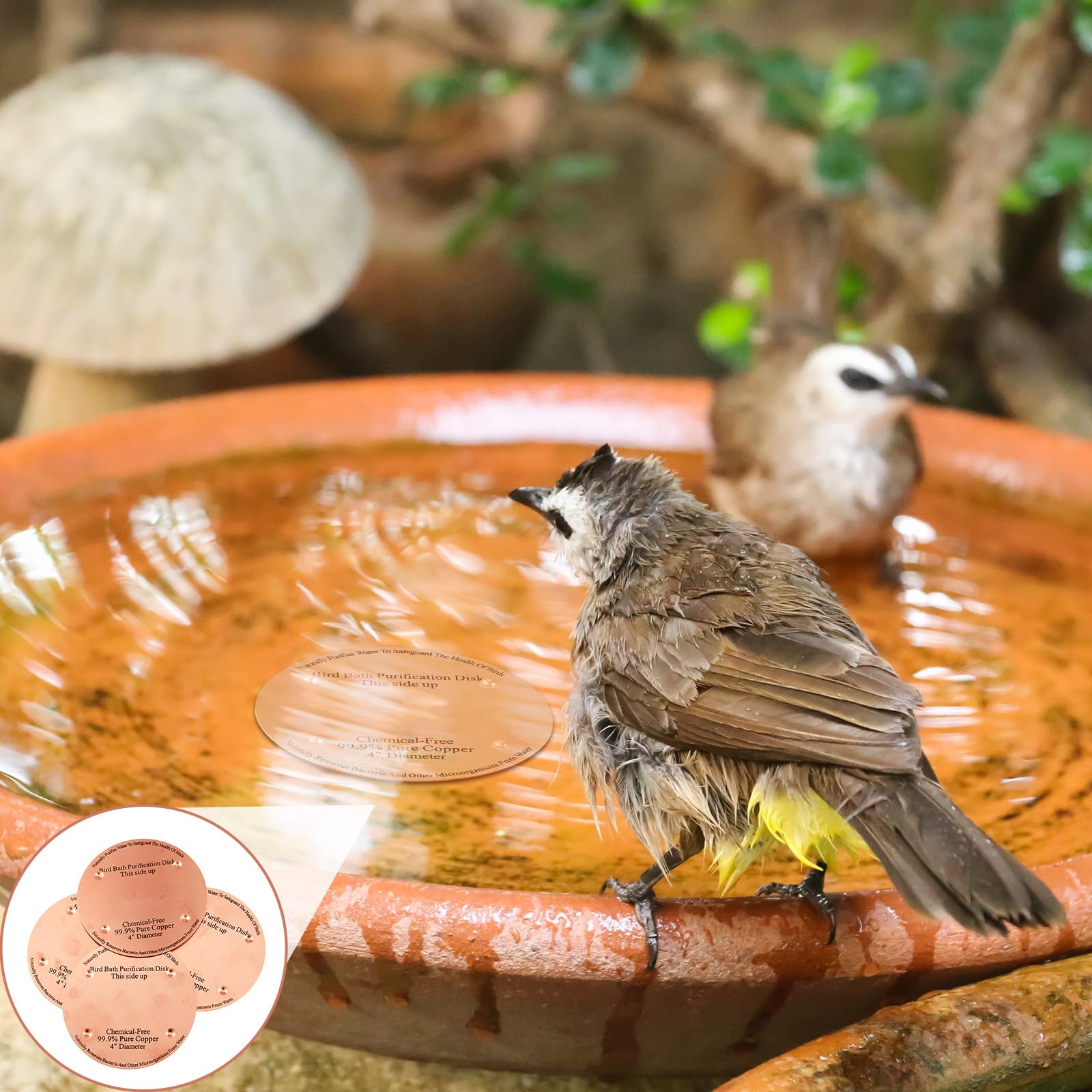 MorningRo copper disk is easy to install in your birdbath.