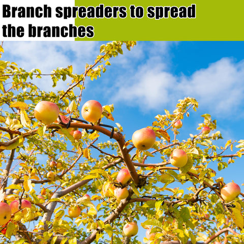 MorningRo easy-to-use spreader for 1-3 year old fruit trees