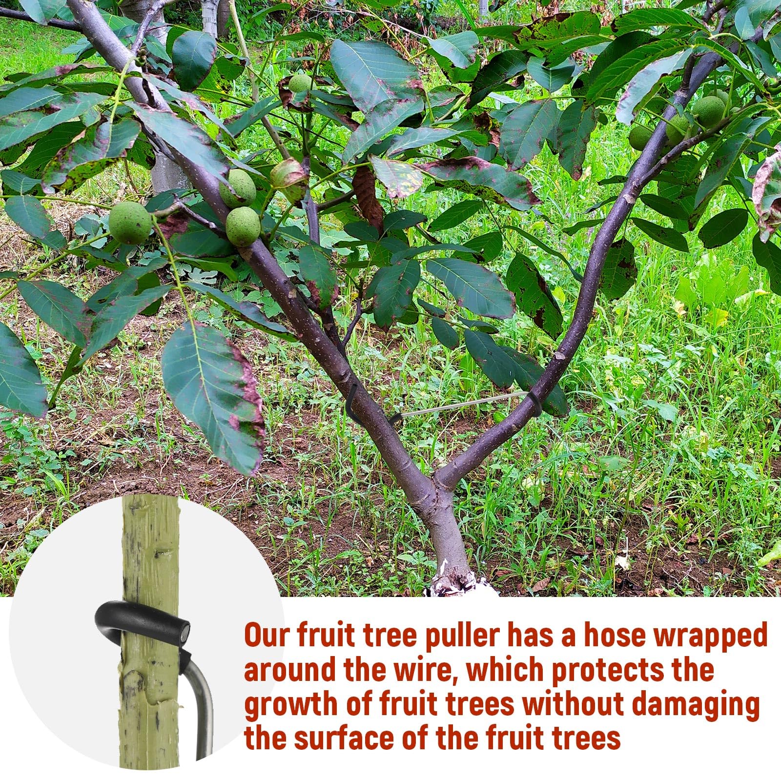 MorningRo seedling and flower branch adjustment tool for even growth