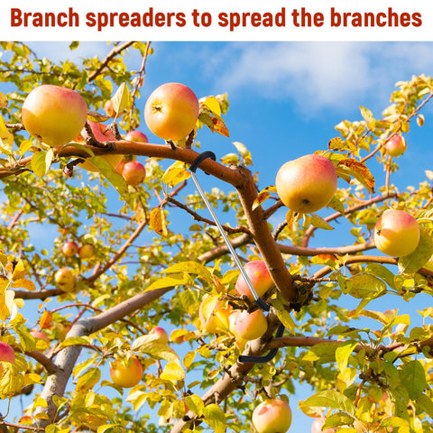 MorningRo protective spreader prevents branch breakage under heavy fruit load