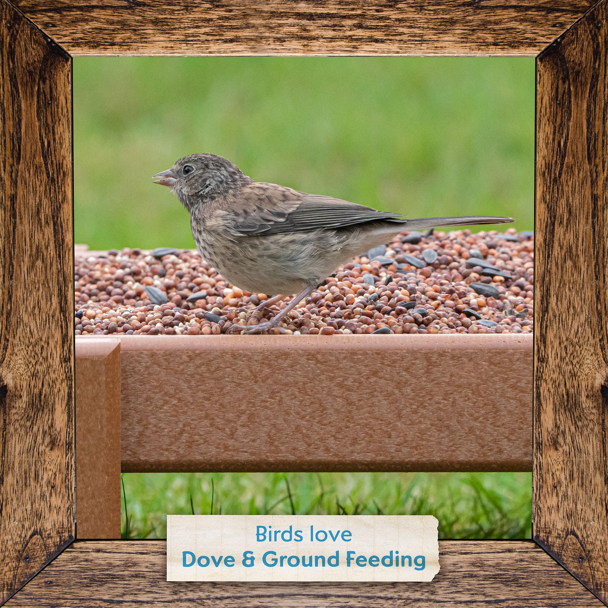 Morning Song Backyard Feeding Area shows easy ground feeding beneath open sky.