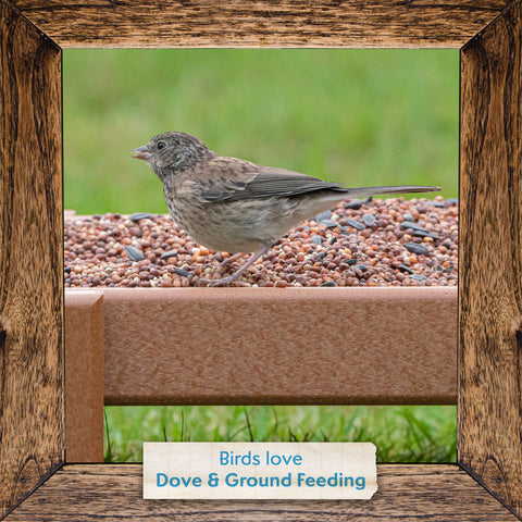 Morning Song Backyard Feeding Area shows easy ground feeding beneath open sky.