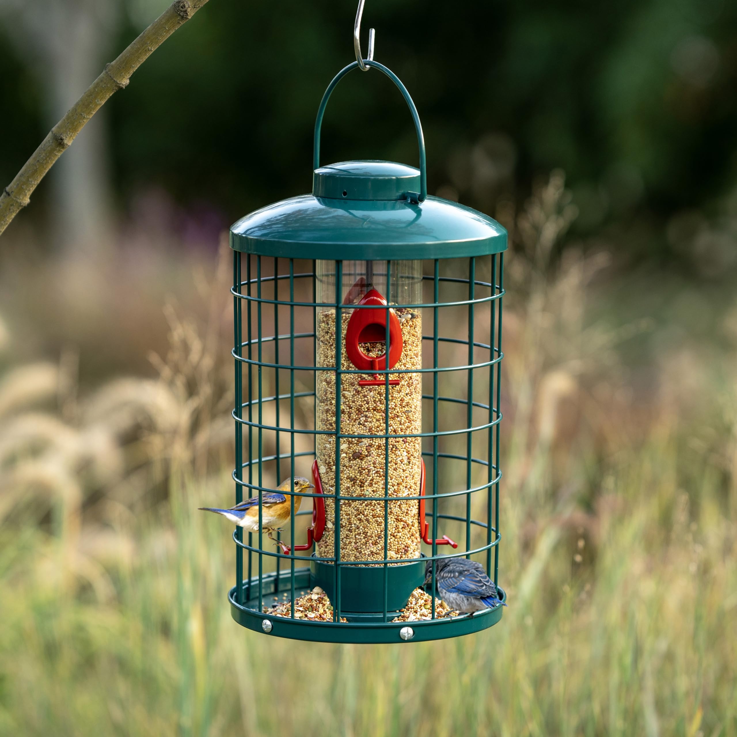 Mosloly 3lb seed capacity emphasizes ample seed supply for busy days.