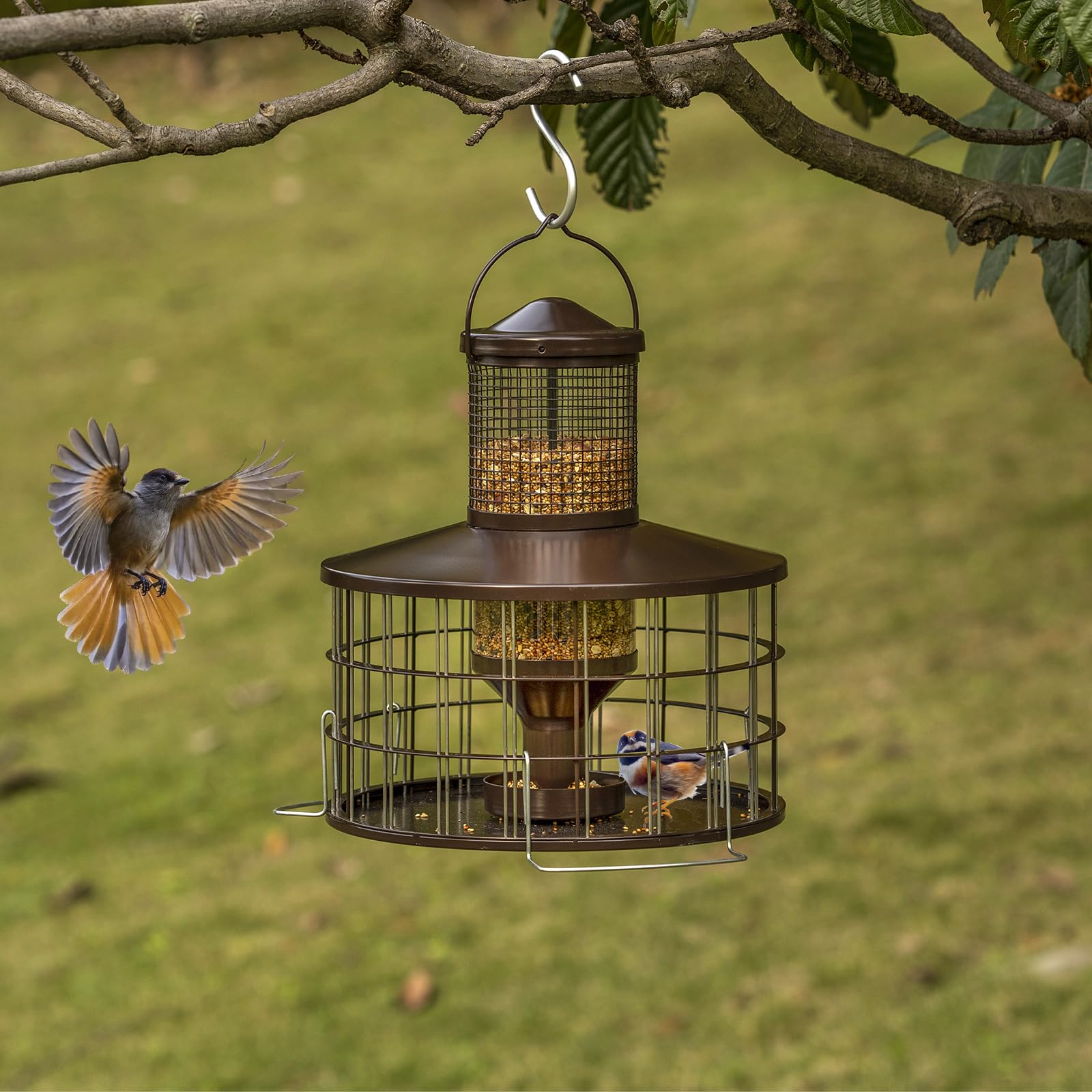 Mosloly backyard sanctuary invites diverse birds while preserving seed quality.