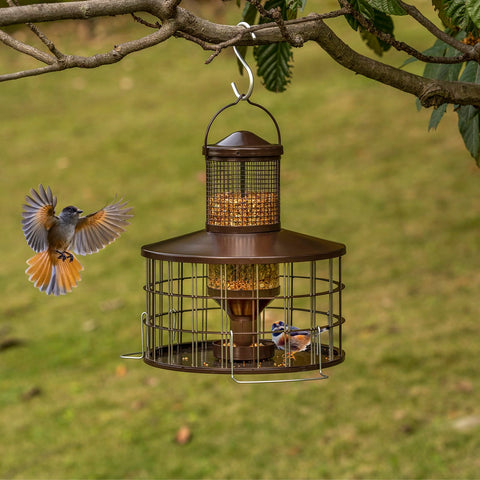 Mosloly backyard sanctuary invites diverse birds while preserving seed quality.