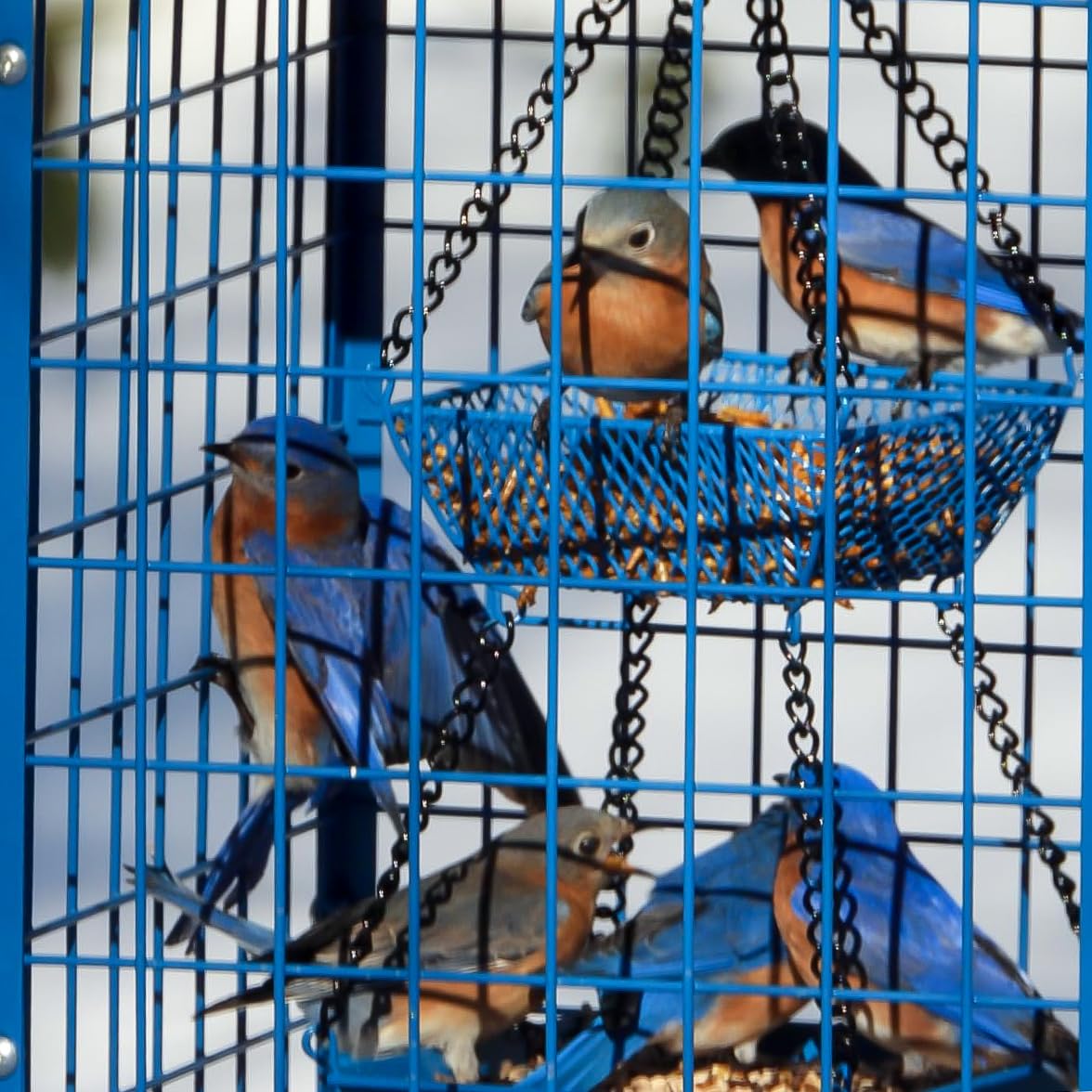Mosloly Bluebird Feeder dimensions 13 x 13 x 19.5 inches for large birds.