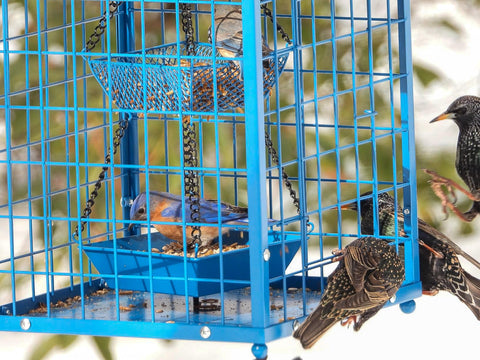 Mosloly Bluebird Feeder entry opening 1.3 x 1.8 inches for small birds.