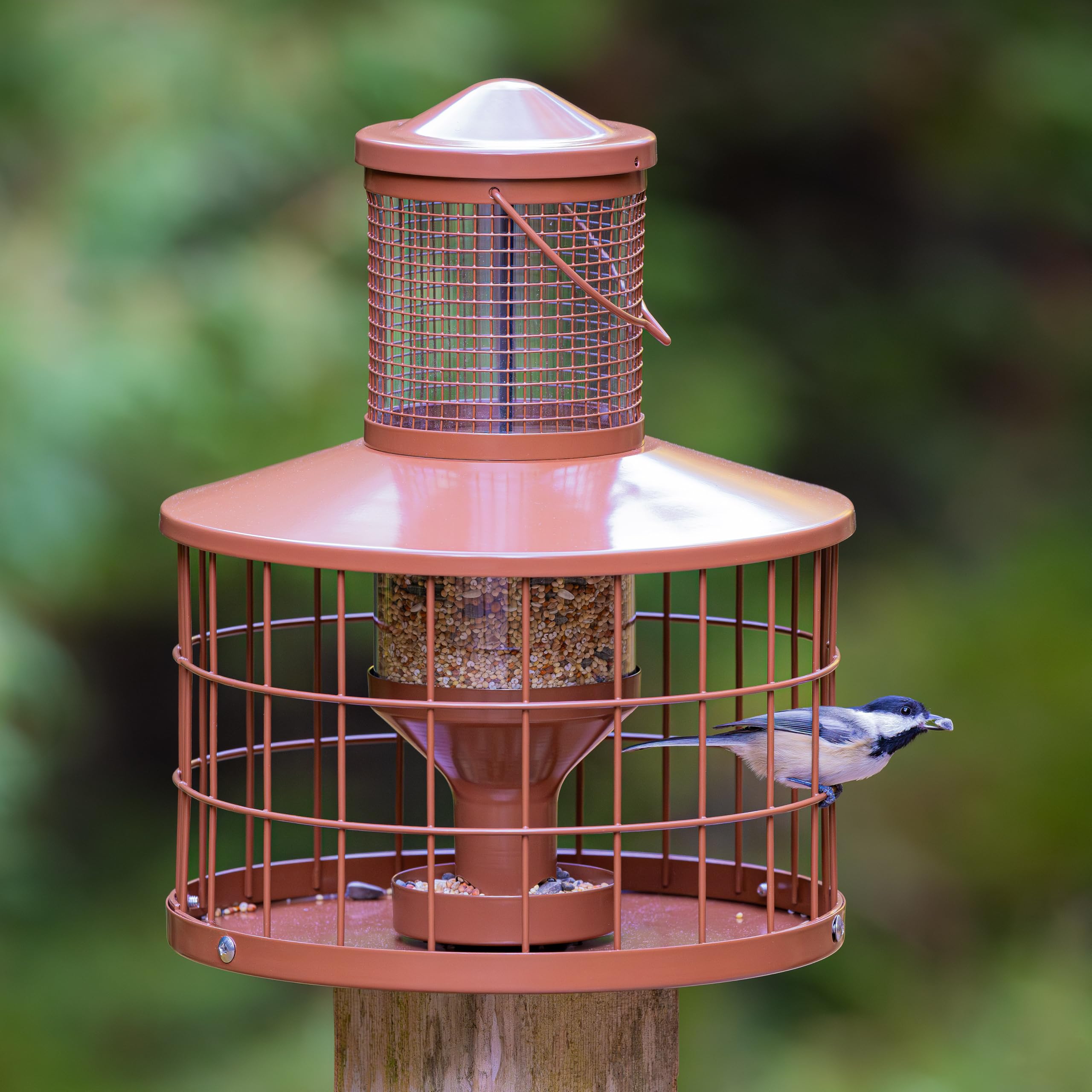 Mosloly caged bird feeder squirrel-proof cage protects seeds from larger pests.
