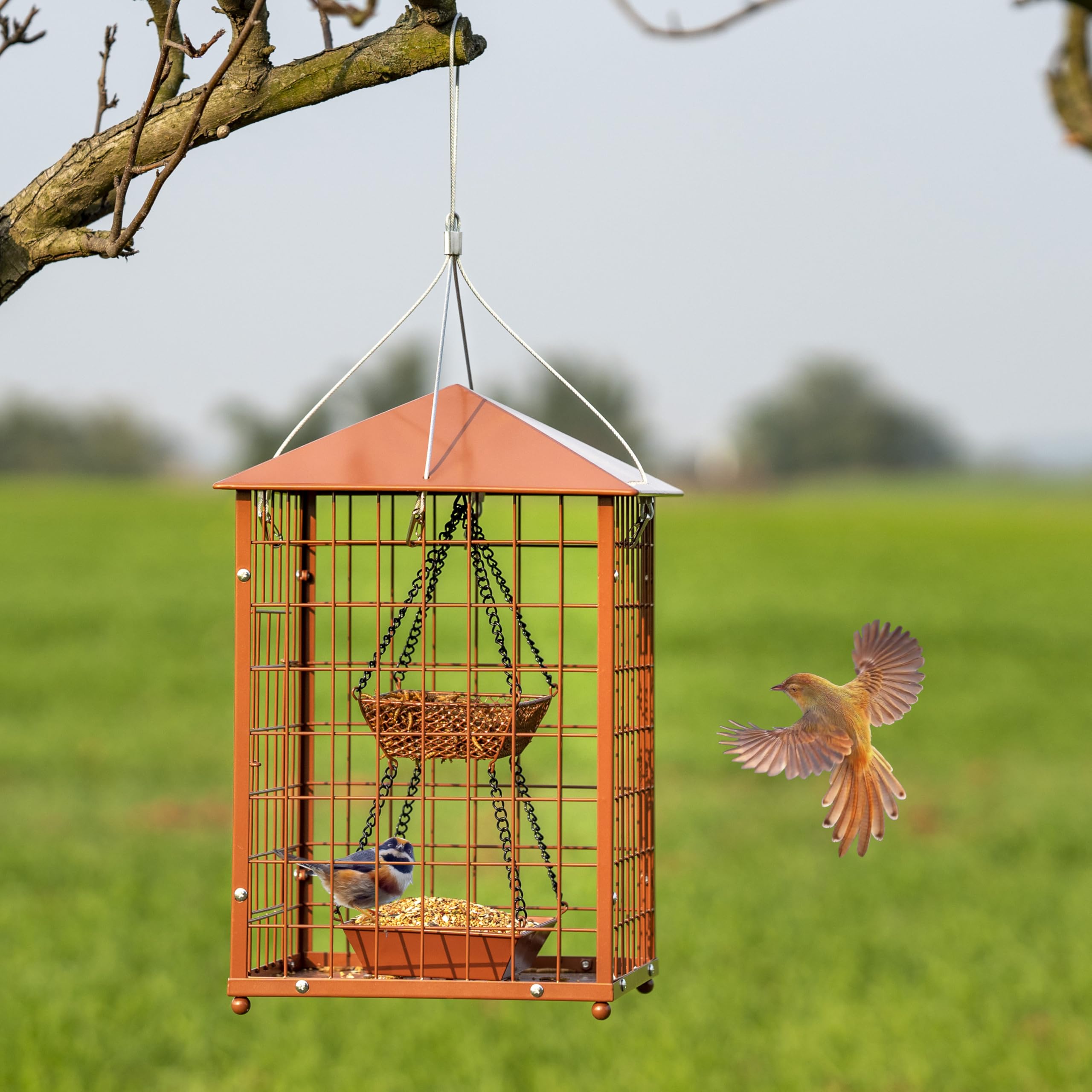 Mosloly squirrel-proof feeder for outdoors helps protect seed while welcoming bluebirds.